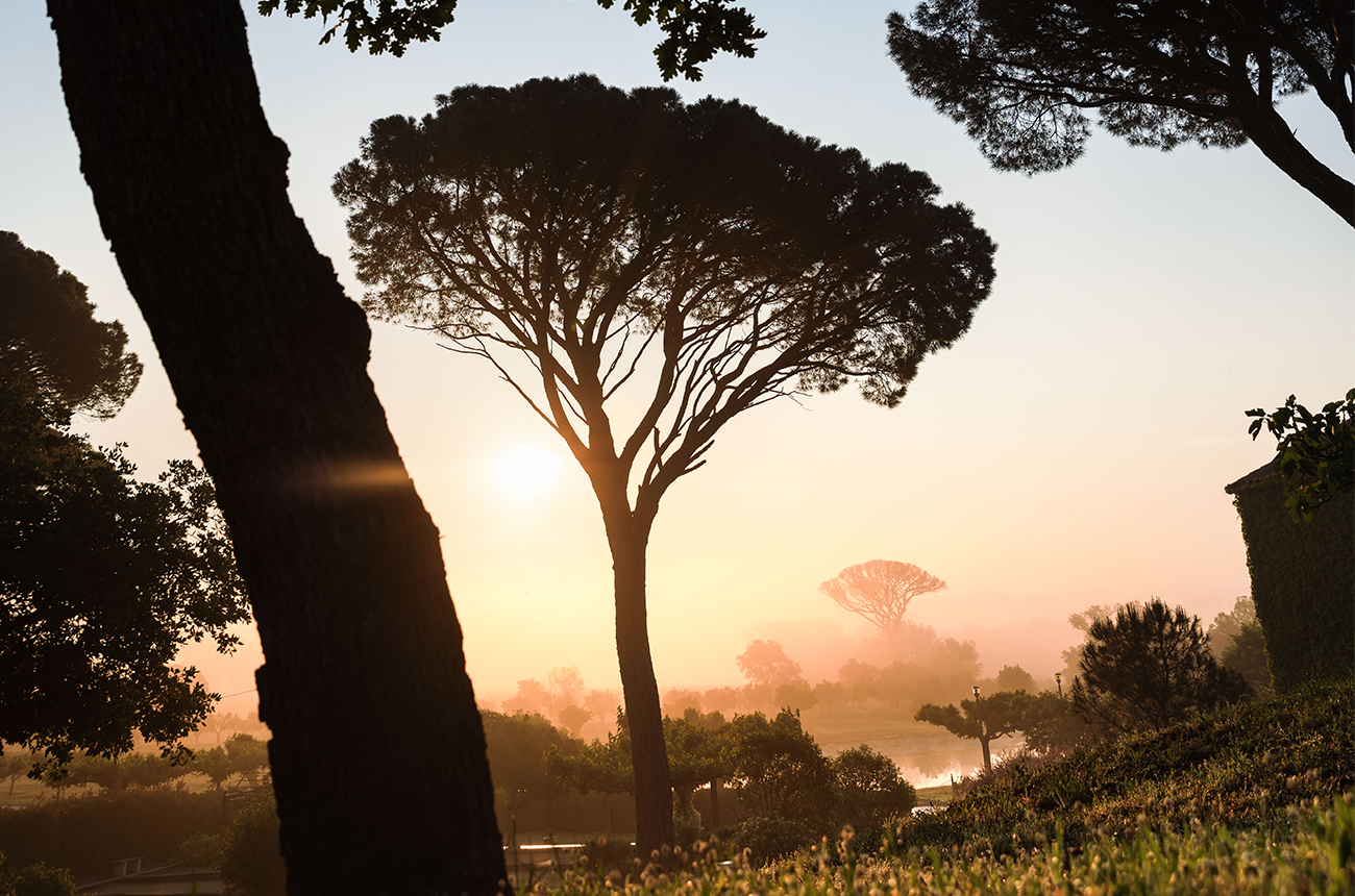 The silhouette of a tree at sunset