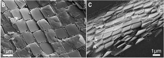 Cryo-SEM images reveal the square guanine crystals inside living cells in a scallop's eyes.