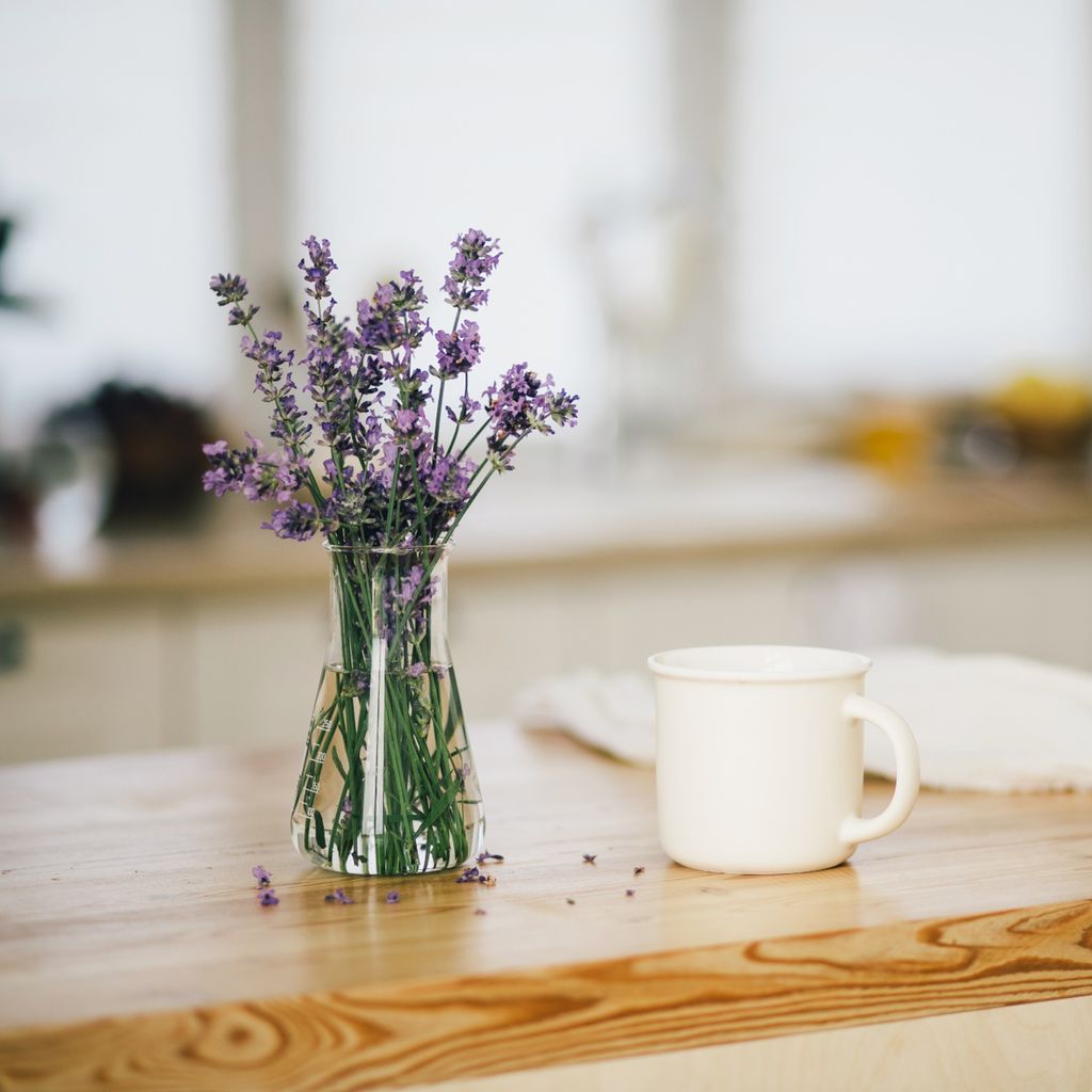 Can I grow lavender indoors? Expert tips for healthy plants Ideal Home