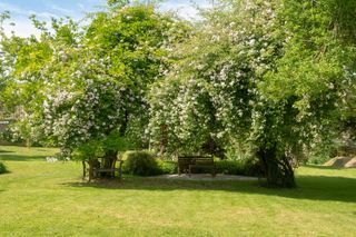 cottage garden layout ideas: lawn with roses