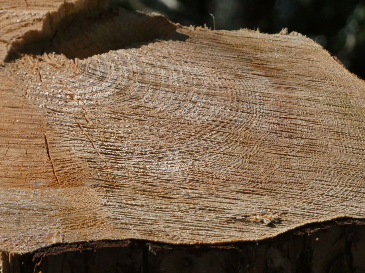 Close up of a tree stump showing the detail of the Panasonic Lumix ZS99/TZ99.