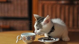 White and grey munchkin cat