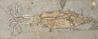 The 166-million-year-old extinct squid relative Belemnoteuthis antiquus had a large, internal shell that likely made it slower than its modern-day, shell-less relations.