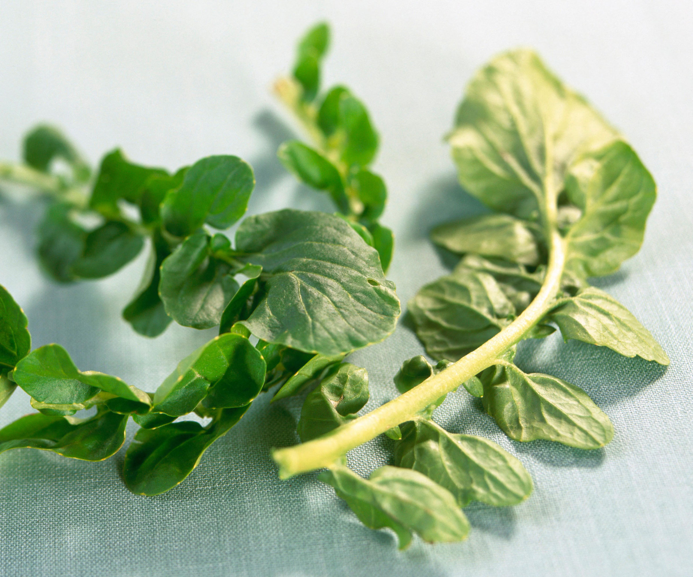 land cress leaves on pale blue work surface
