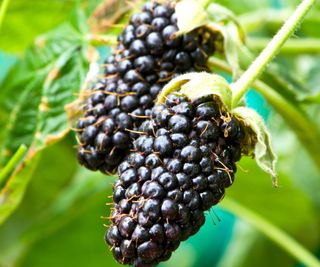 brambles blackberries black butte fruiting in august