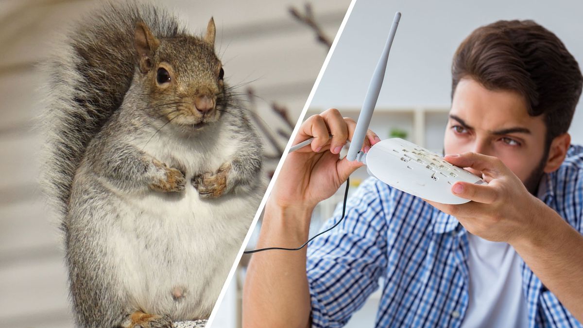 Squirrel and network composite