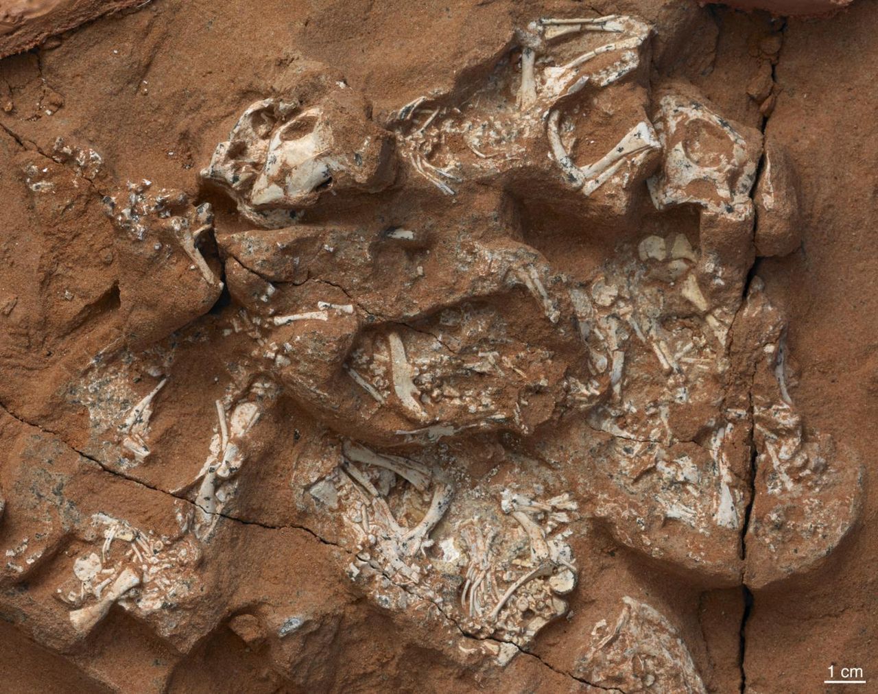 The preserved Protoceratops remains include six embryos that contain nearly complete skeletons.