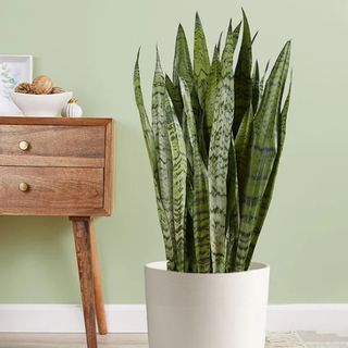 1-800-Flowers snake plant