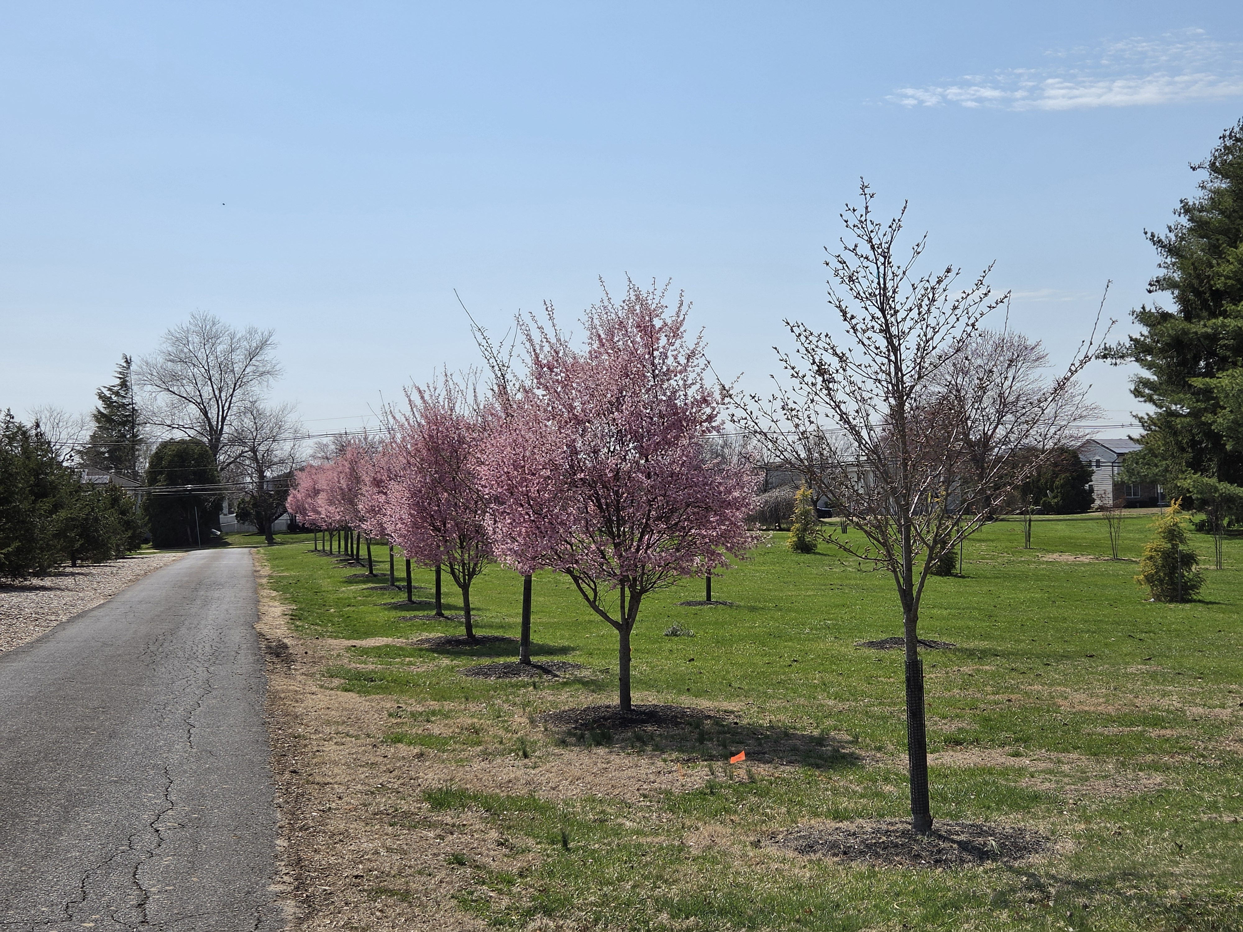 Samsung Galaxy S26 Plus camera samples