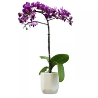Phalaenopsis orchids: from $26 Home Depot