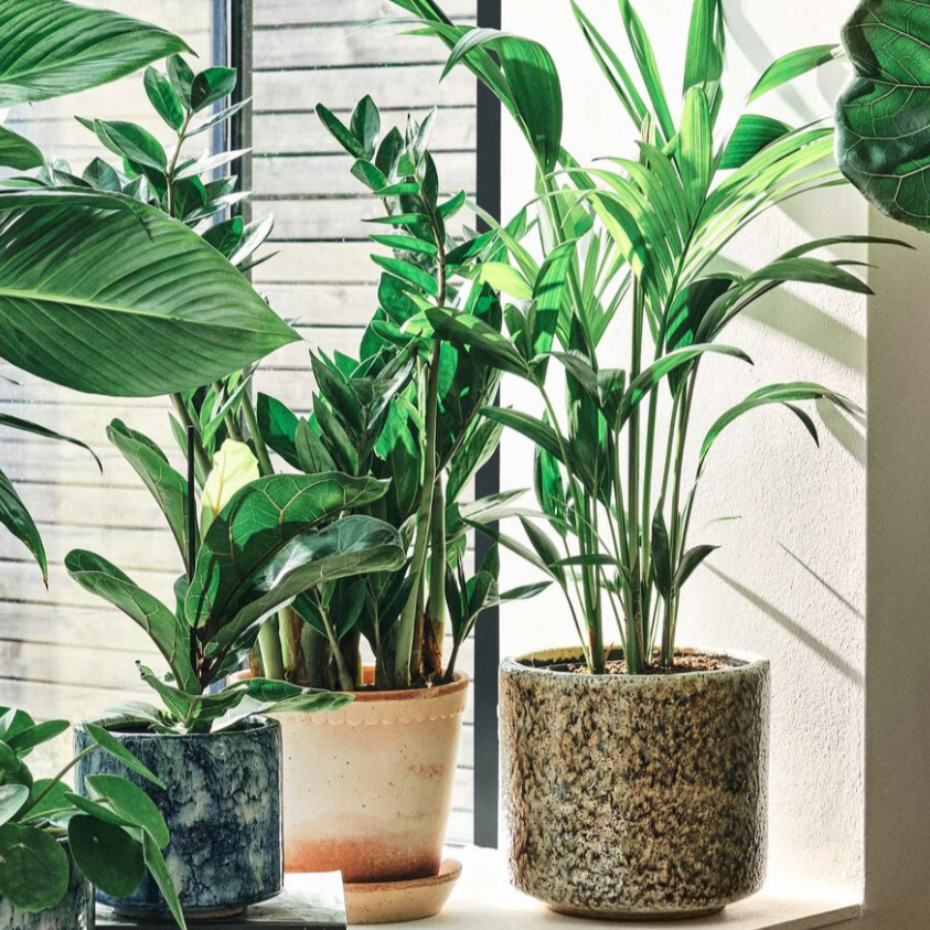 house plants non toxic to cats