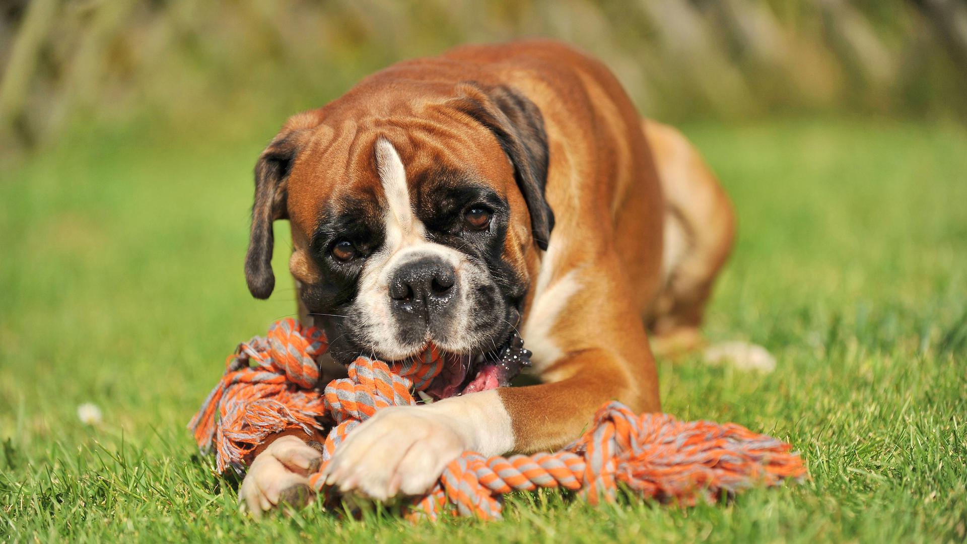 Boxer chewing rope toy