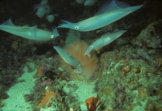 Longfin squid