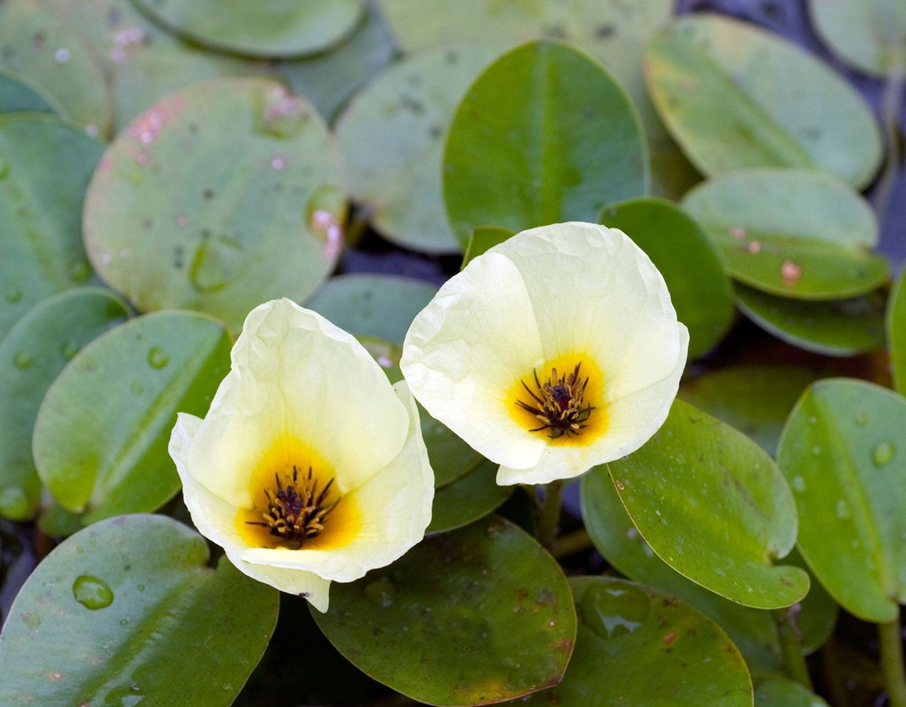 Water Poppy Floating Plants