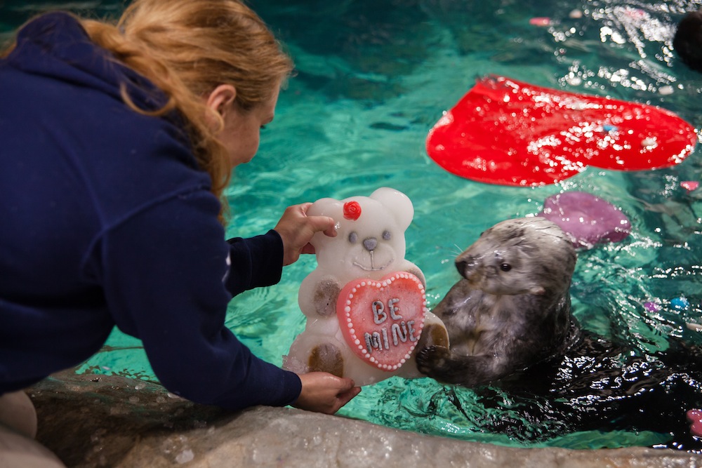 Valentine's Day at the Georgia Aquarium
