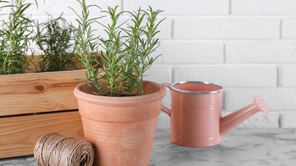 potted rosemary with pink watering can