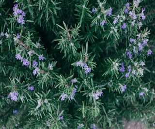 Rosemary bush with spiky green leaves and light purple flowers