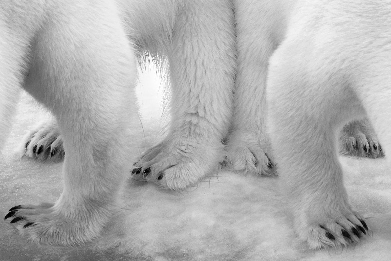 Polar pas de deux &copy; Eilo Elvinger - Wildlife Photographer of the Year