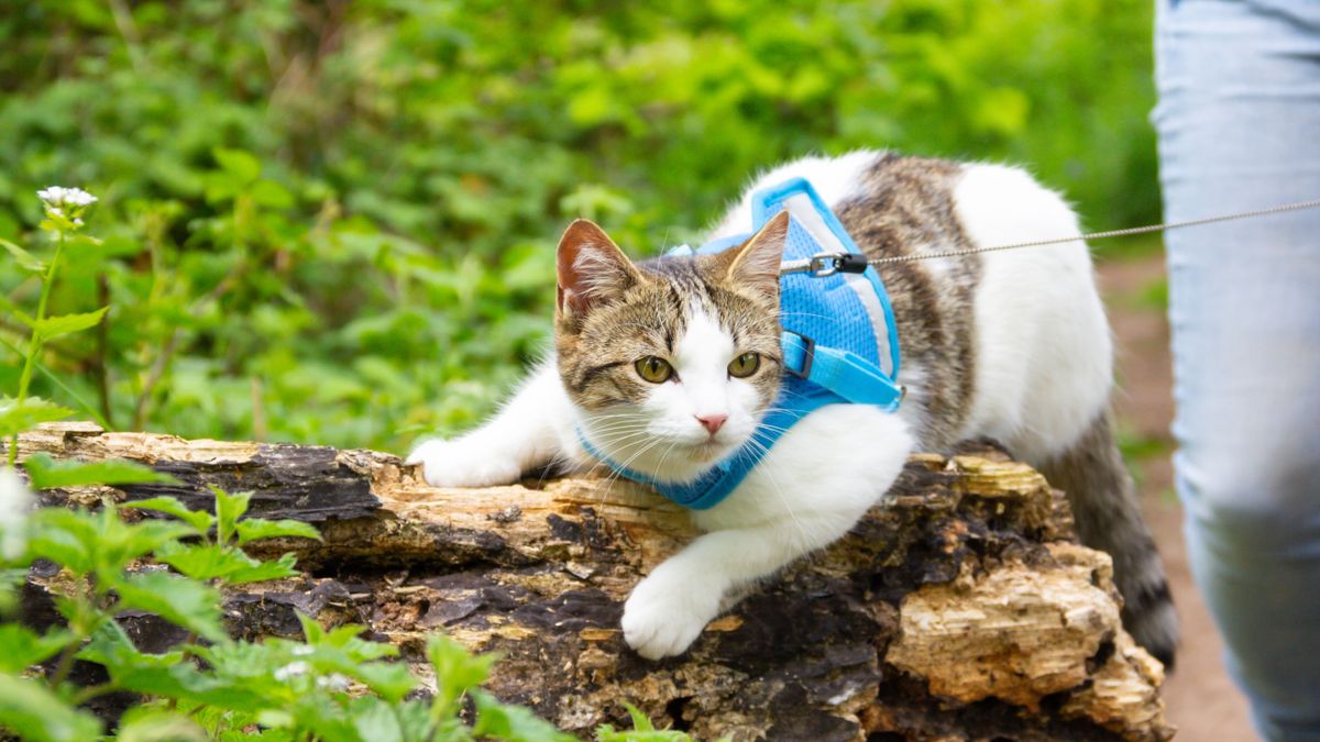 Cat wearing a harness outside