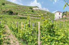 Chapoutier Sélections Parcellaires 2020