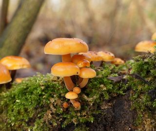 Wild Flammulina velutipes mushrooms, also called golden needle mushroom, futu mushroom or lily mushroom.