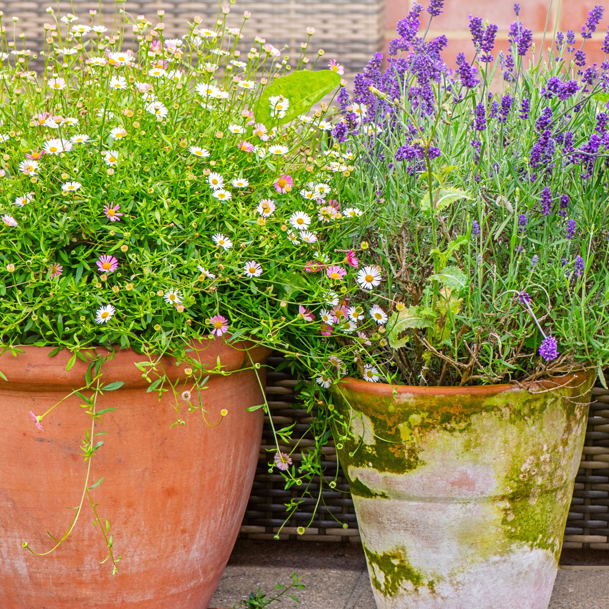 Erigeron Karvinskianus in container