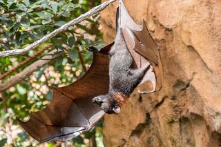 largest animals golden-crowned flying fox