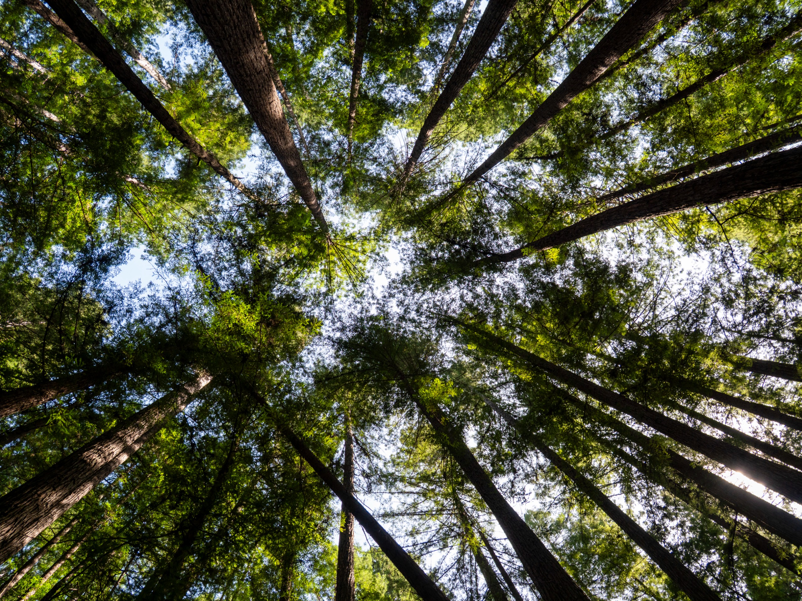 Coastal redwood trees at Armstrong Redwoods State Natural Reserve