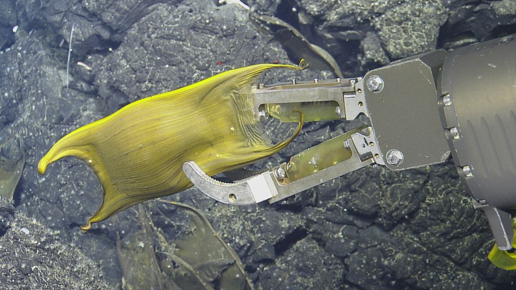 DeepSea Volcanic Vents Incubate Eggs for These Underwater Moms Live