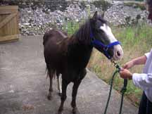 Holbeach_pony1.jpg