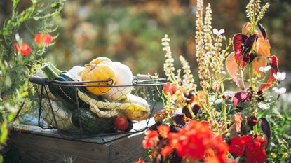 Fall harvest in a metal basket in the garden