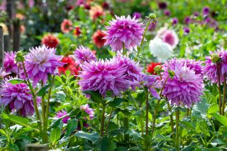 pink dahlias