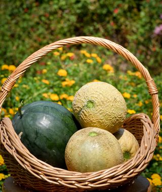 four newly harvested ripe watermelons in a basket