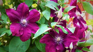 close-up of purple clematis flowers