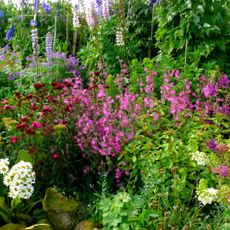 Beautiful flowers in a cottage garden