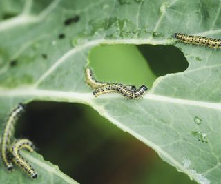 Caterpillars eating the leaf of a cabbage plant in the vegetable garden
