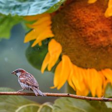 large sunflower and sparrows in backyard