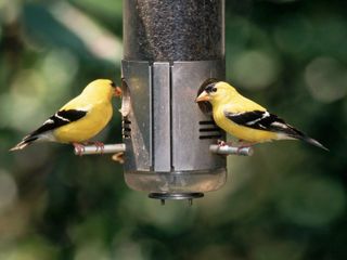 American Goldfinches at Bird Feeder