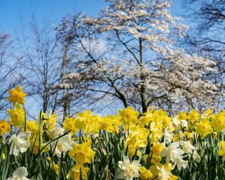 daffodils with blossom tree in background