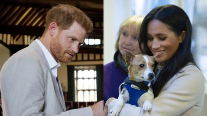 Meghan and Harry secretly adopt 'traumatized' dog at California animal center 