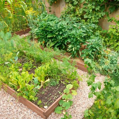 raised garden beds