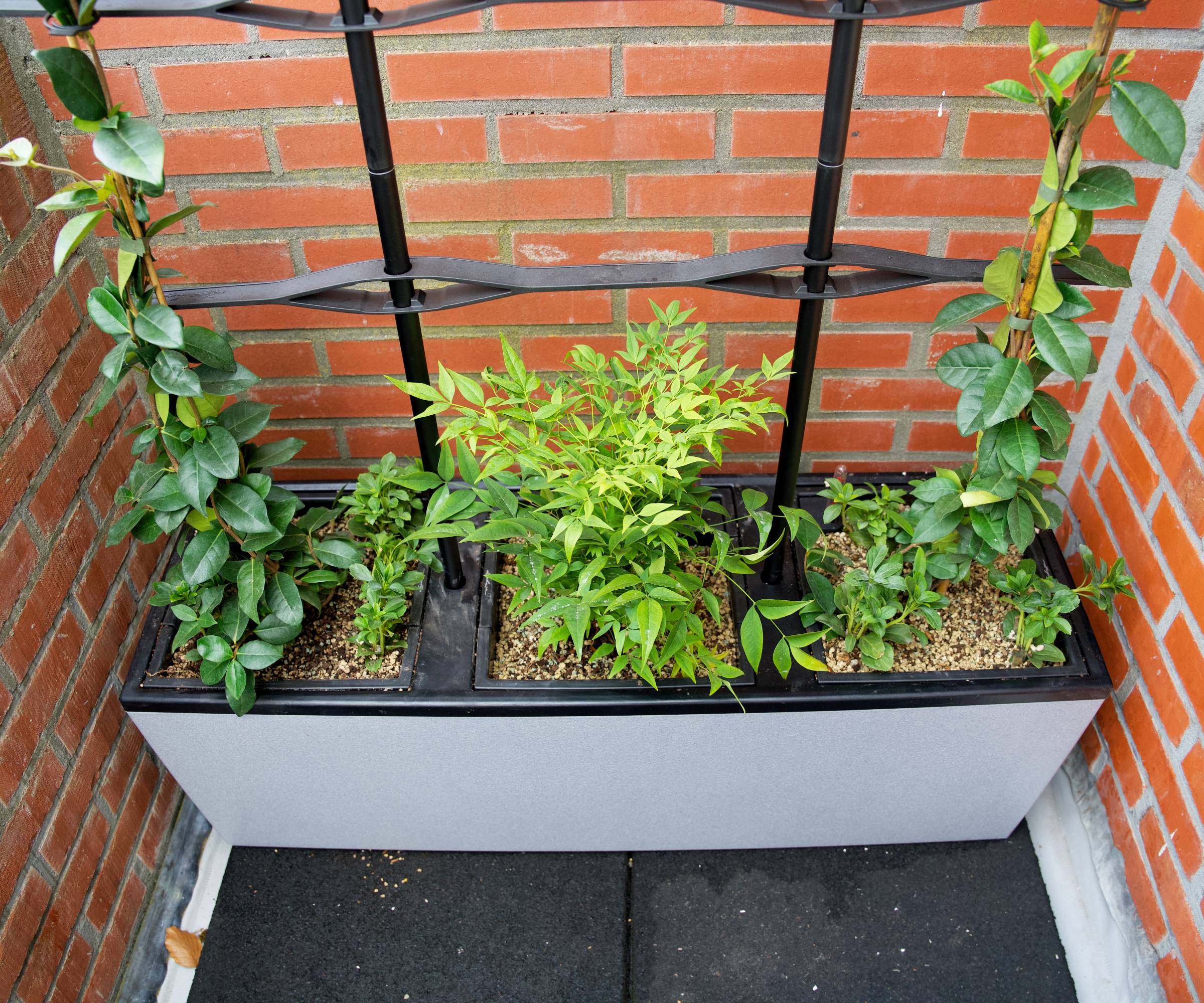 Plants growing up a metal trellis in a brick patio