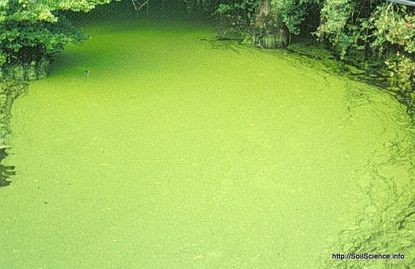 Pond Covered With Green Algae