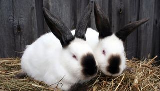 Two Californian rabbits in the hay