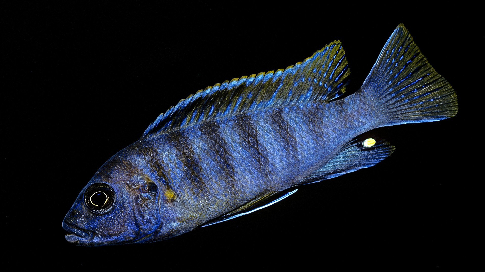 Aulonocara nyassae (cíclido emperador, pavo real africano)