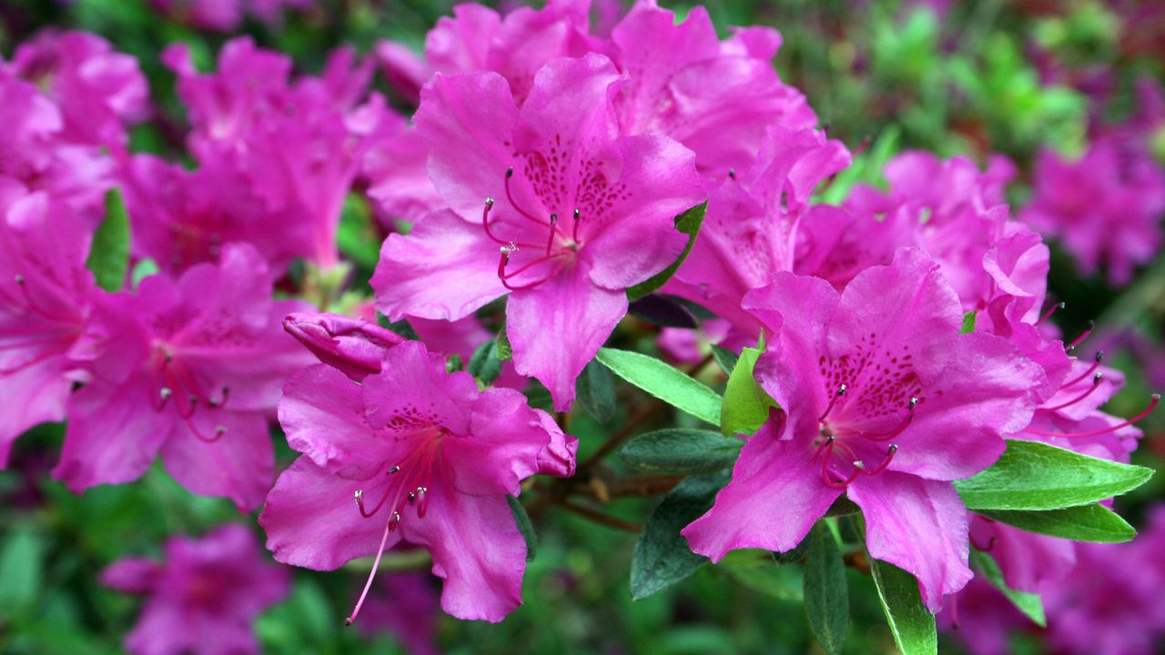 Cerise Pink Azaleas in flower