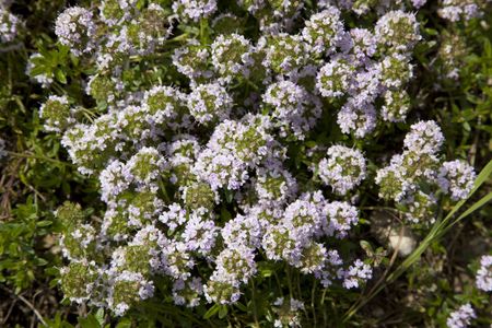 hyssop varietyu