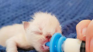 A newborn kitten being bottle fed