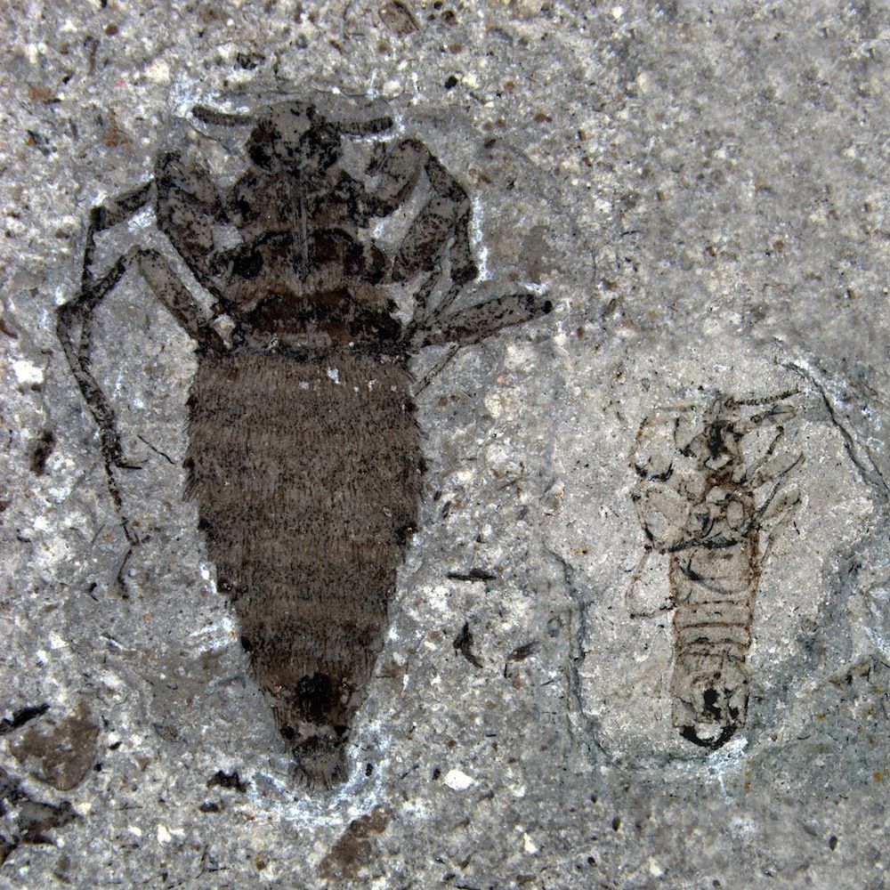 Jurassic fleas from China.