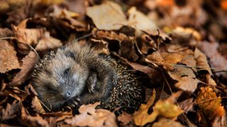 hedgehog sleeping in leaf pile
